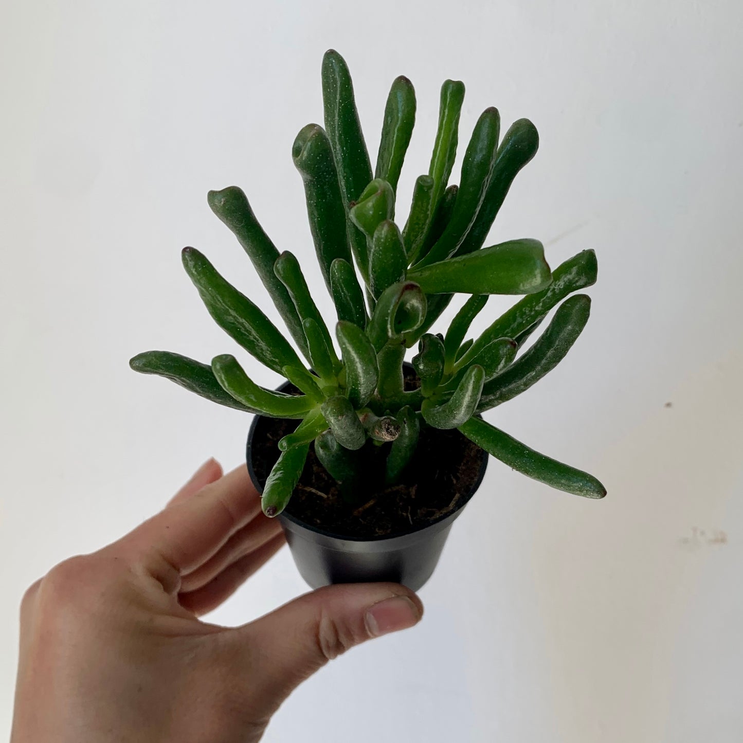 Crassula ovata "Hobbit Jade" 2.5" pot