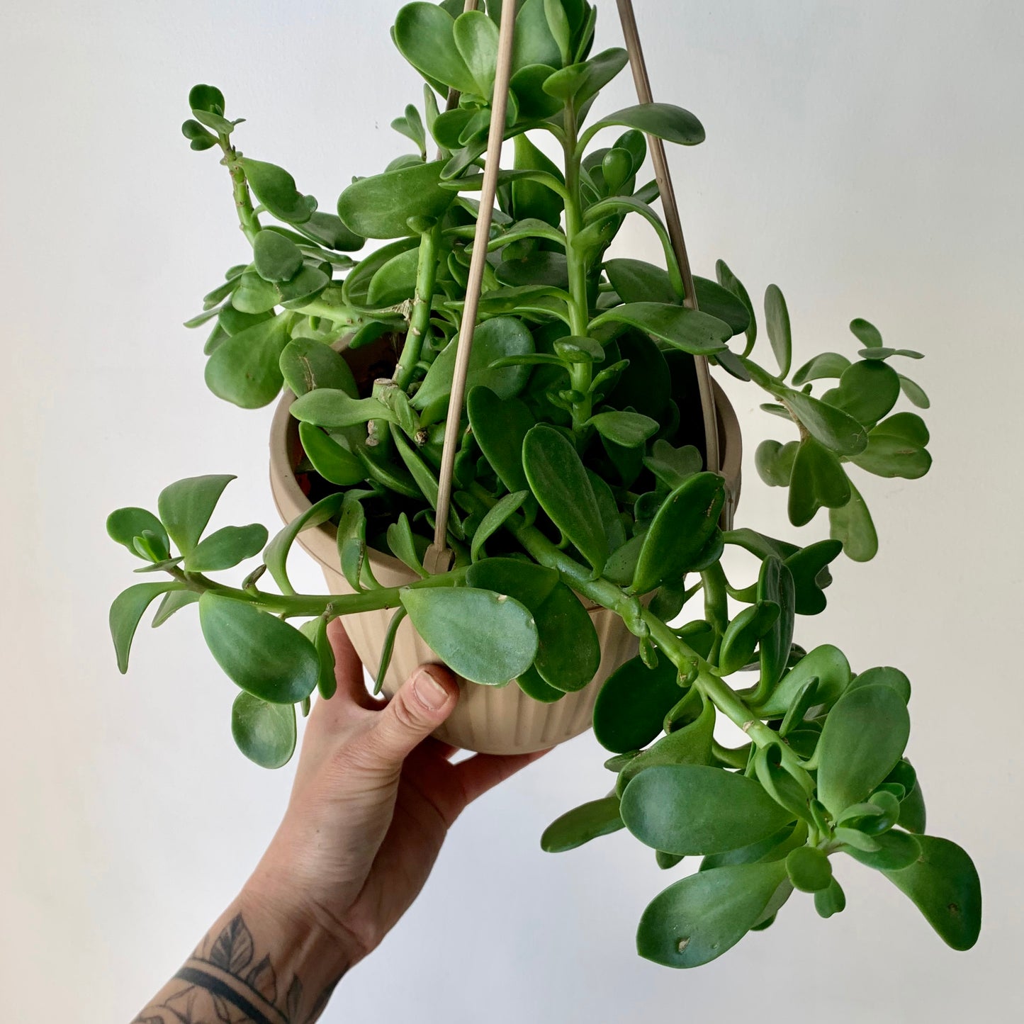 Trailing Jade Succulent (senecio jacobsenii) 6” hanging basket