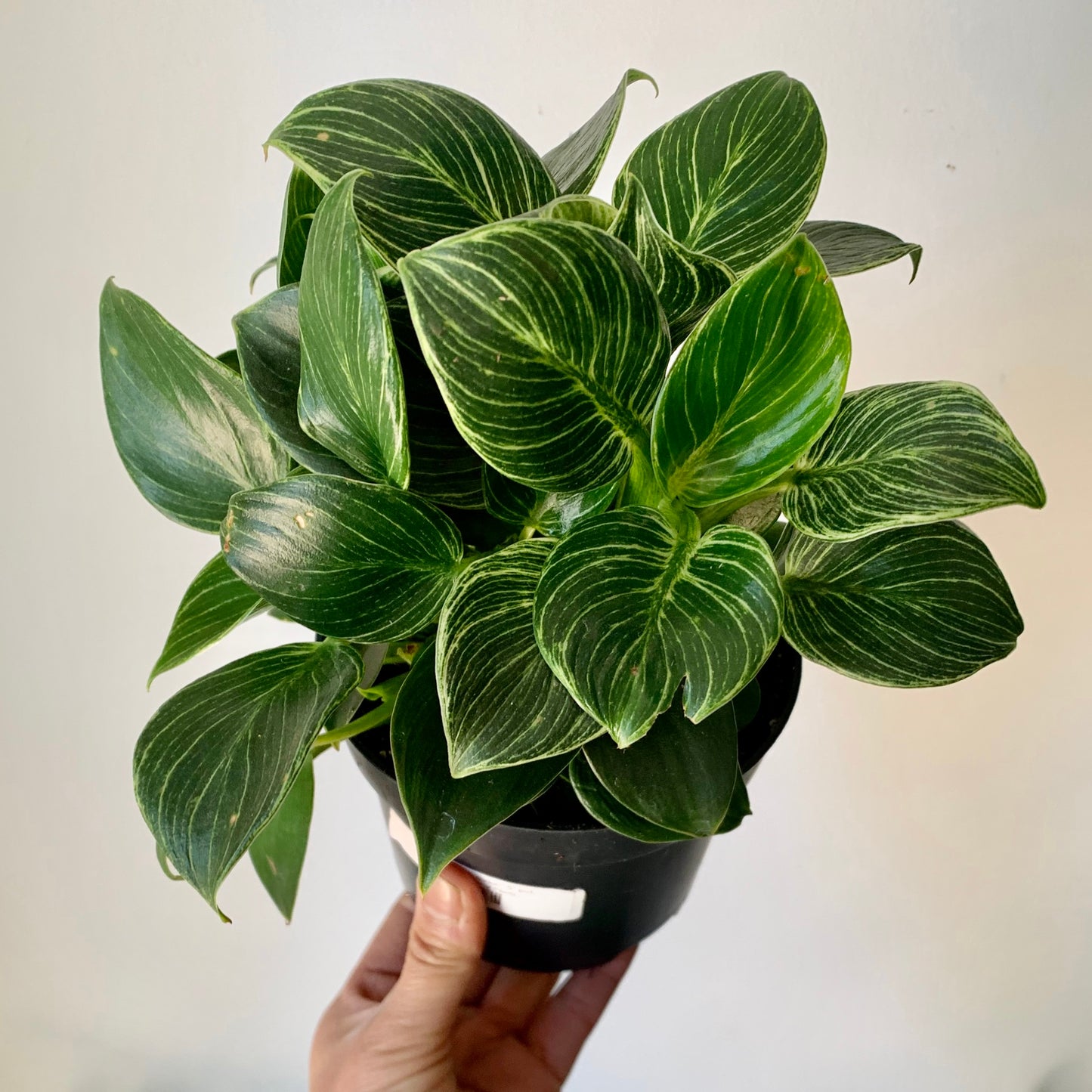 Philodendron “Birkin” 5” pot