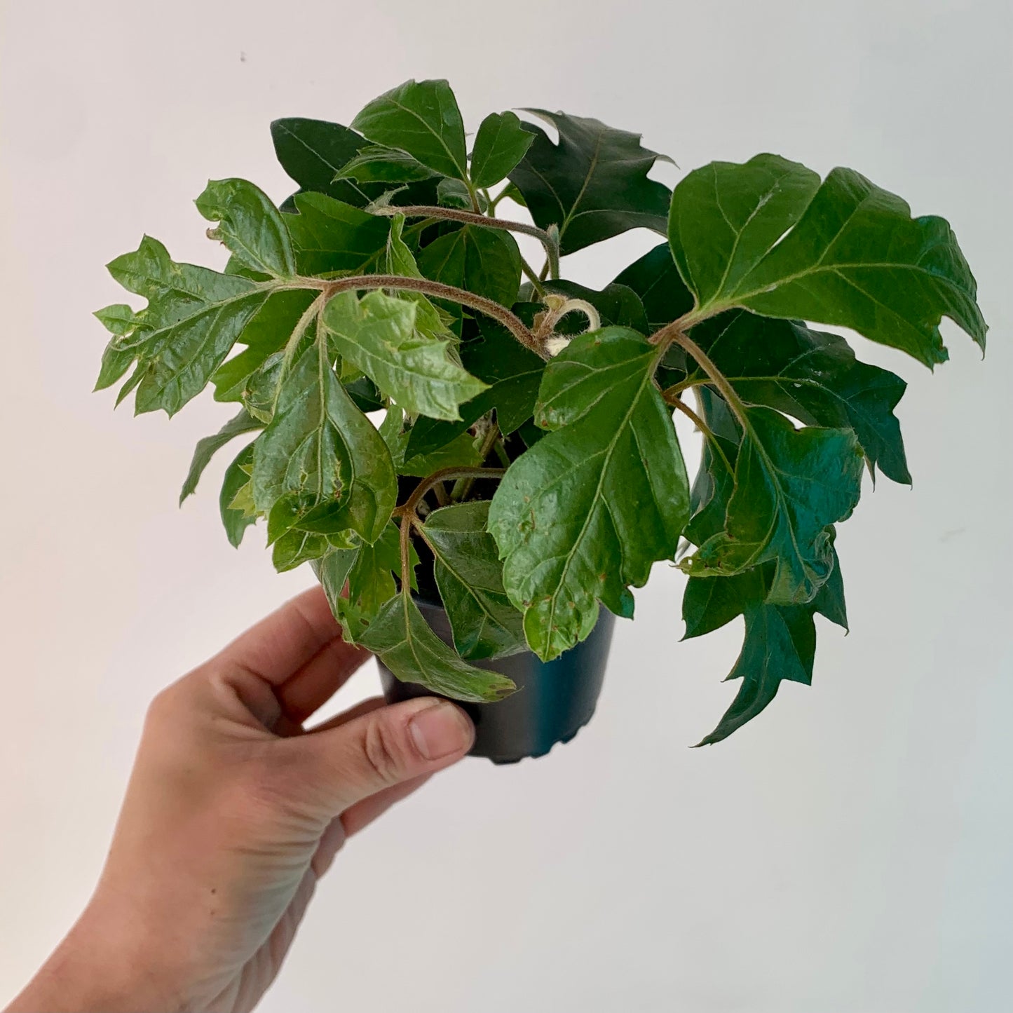 Grape Ivy (Cissus Rhombifolia) 3.5” pot