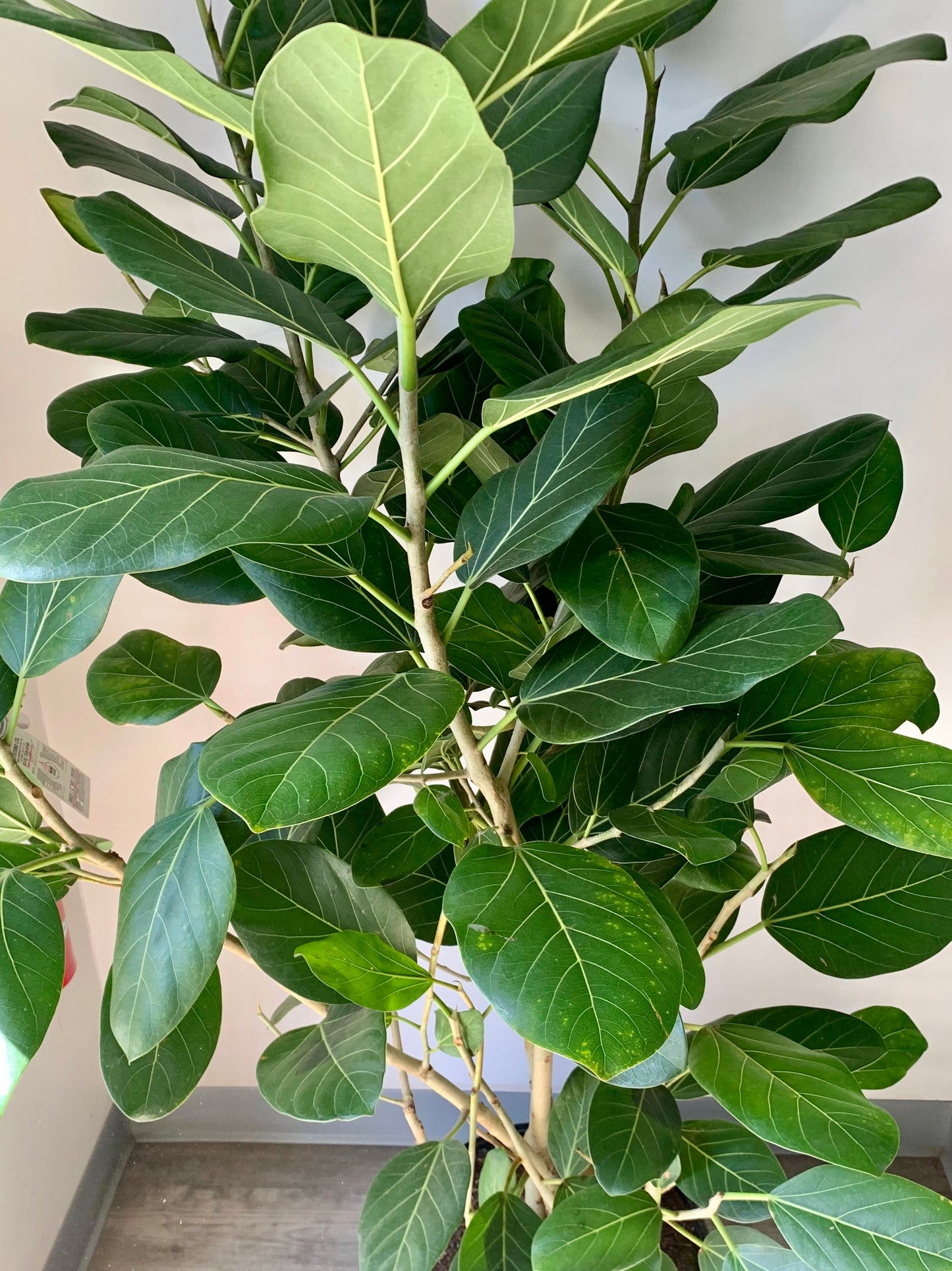 Ficus benghalensis “Audrey” Bush ( approximately 6ft tall) 14" pot