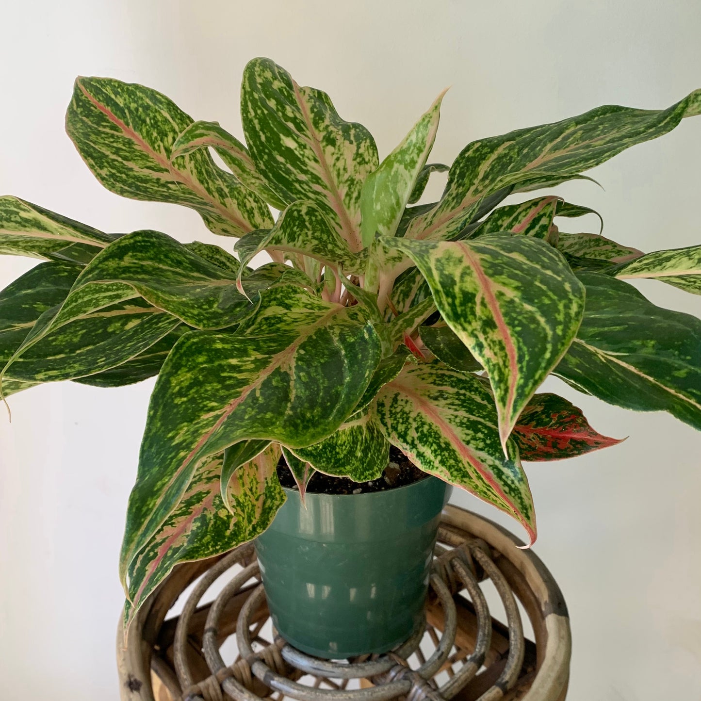 Aglaonema Sparkling Sarah, 6” pot