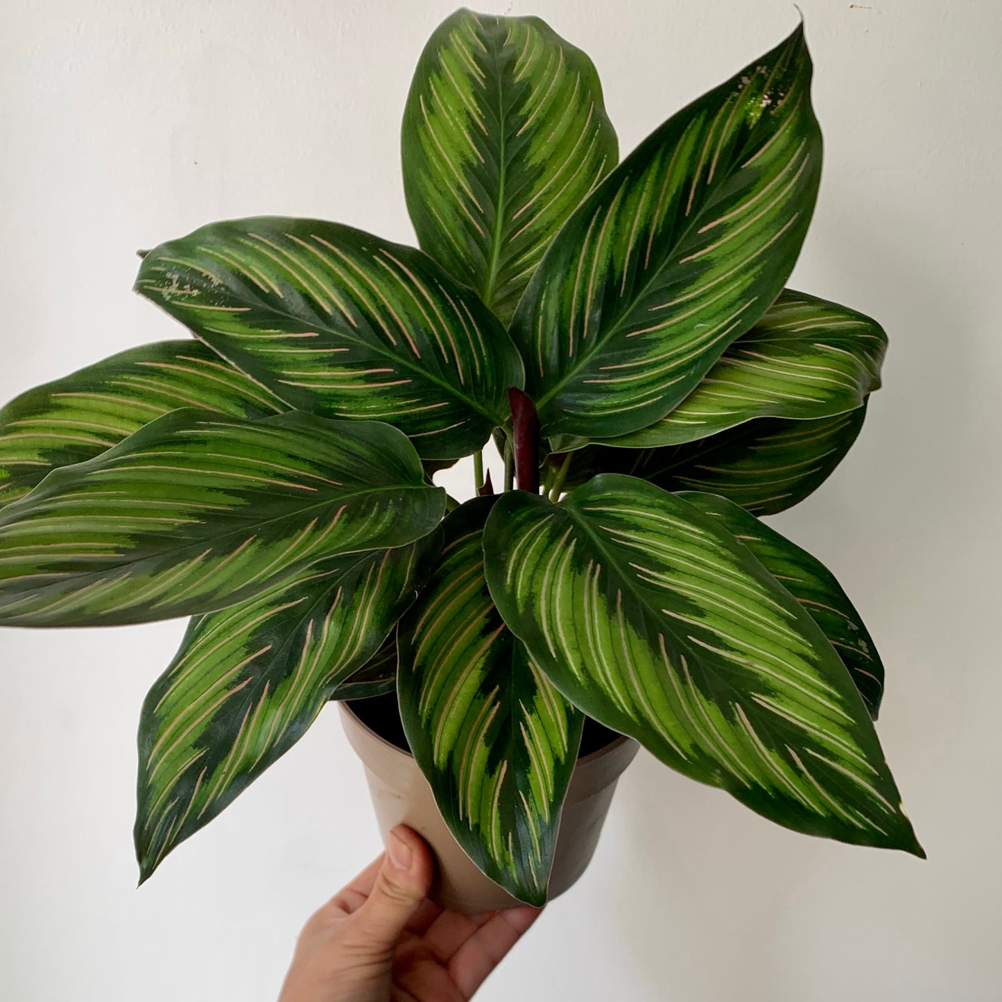 Calathea “Beauty Star" 6” pot