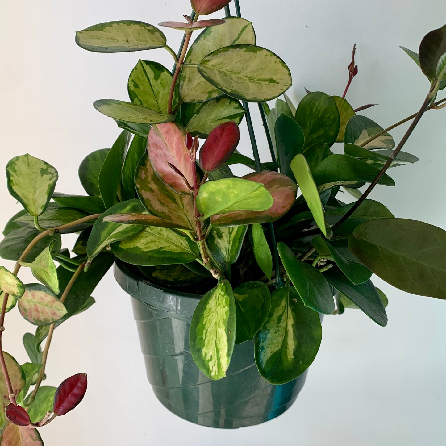 Hoya australis Variegated “Lisa” 8" Hanging basket