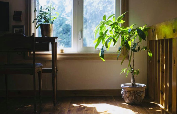 Houseplant Care for Canadian Winters