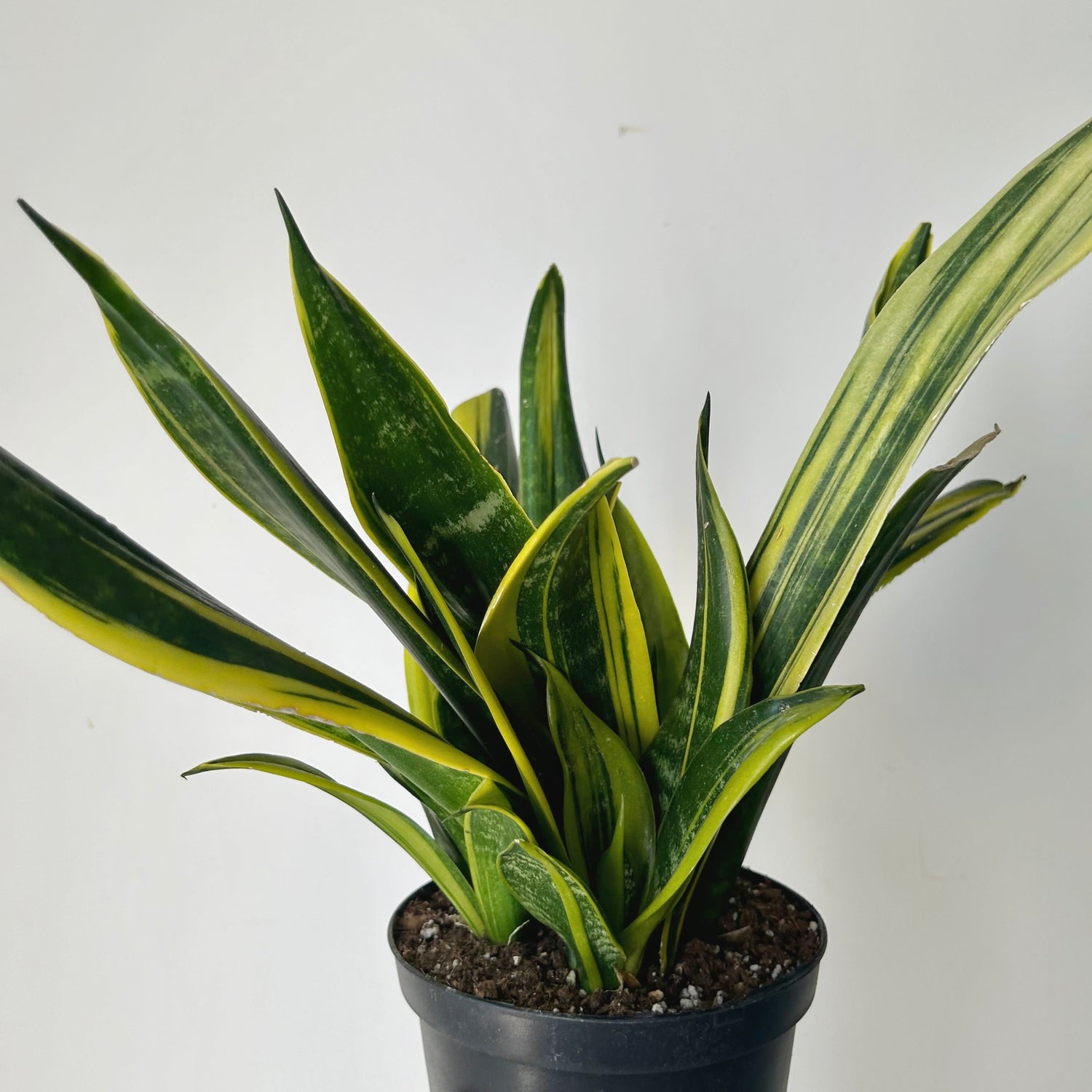 Snake Plants