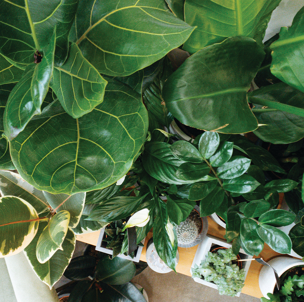 Ficus Plants
