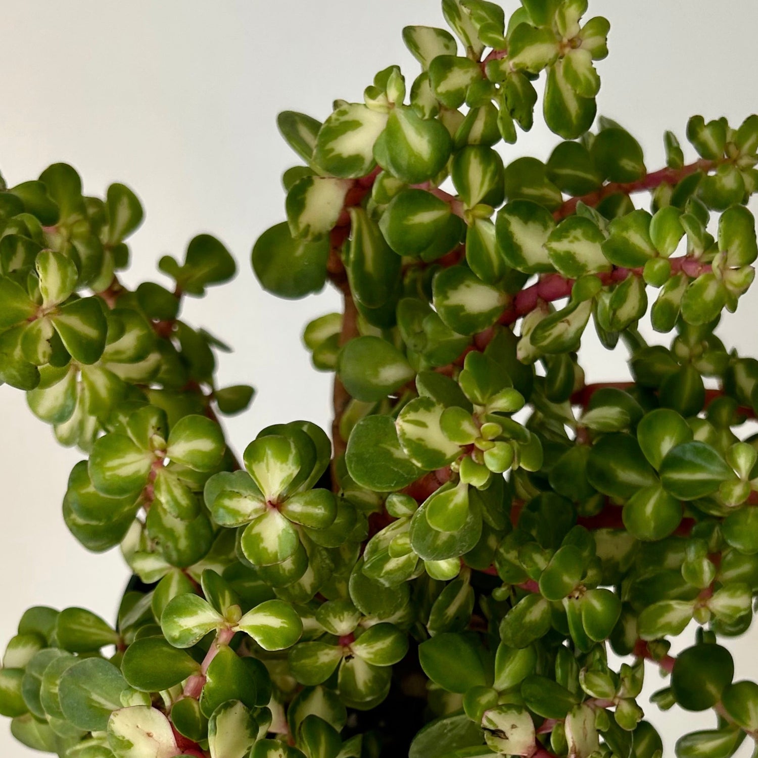 Drought Tolerant Plants