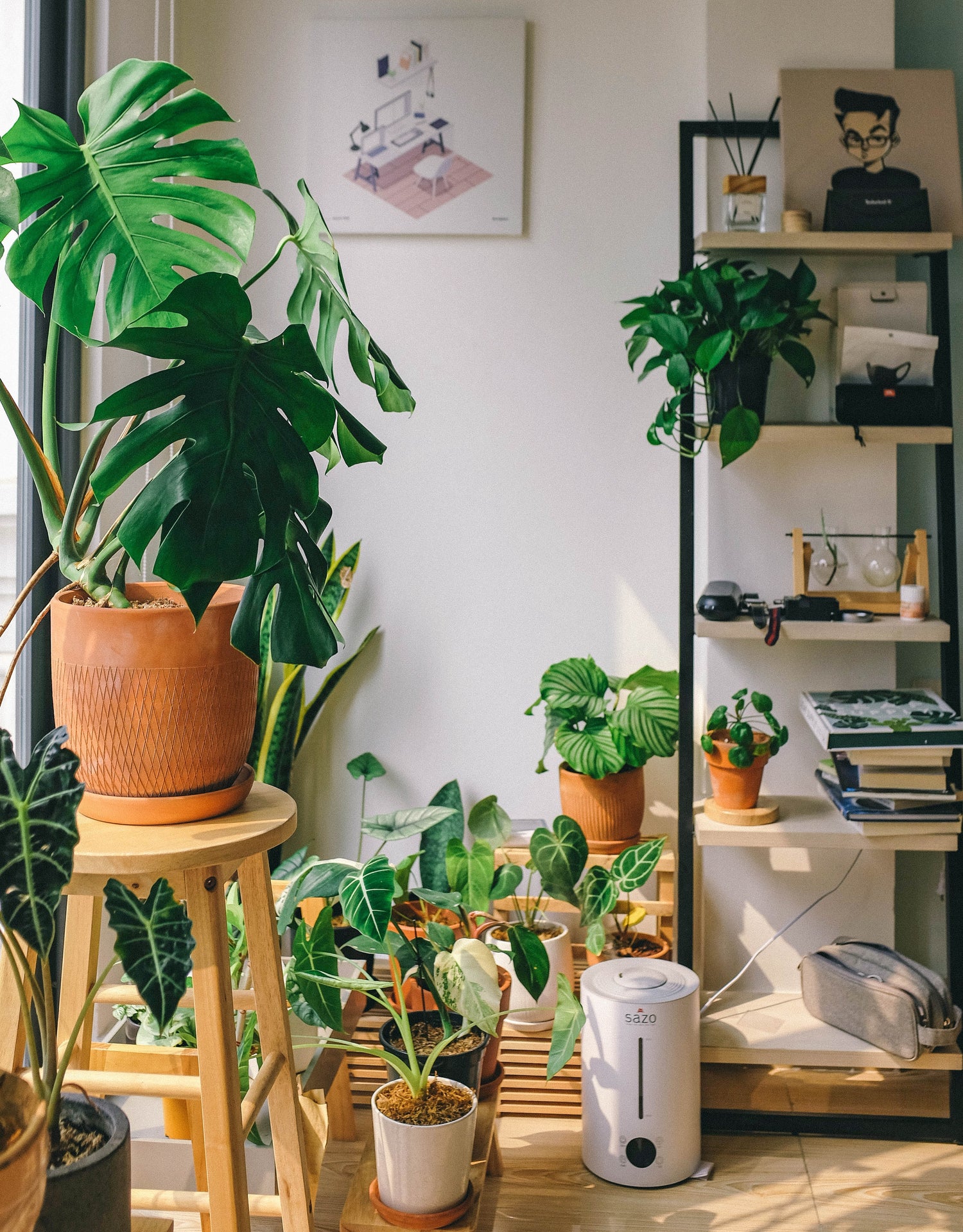 Shop all Indoor Tropical Plants & Succulents