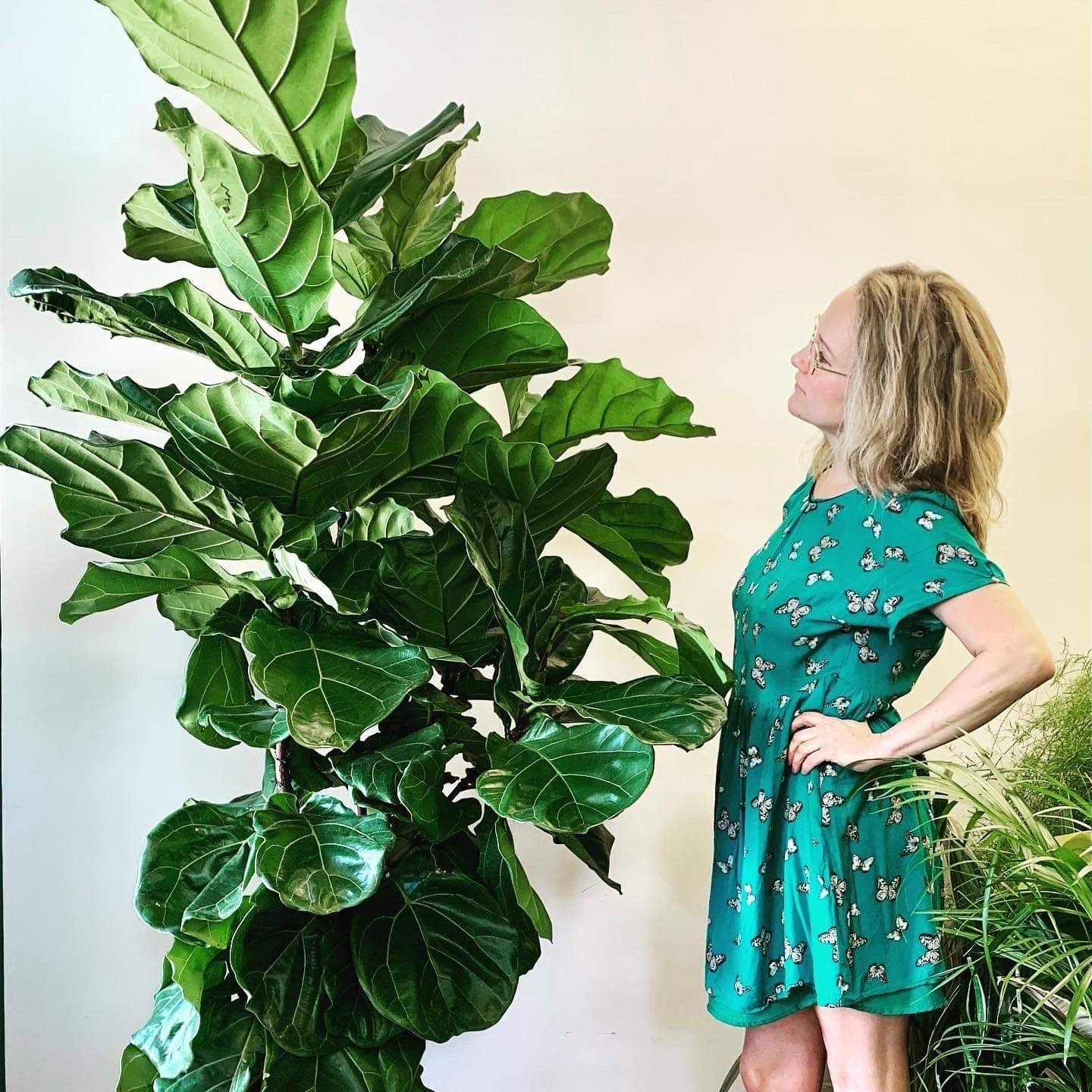 Large Indoor Plants