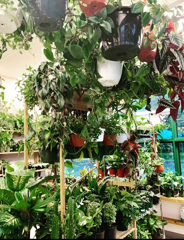 SALE House of Plants