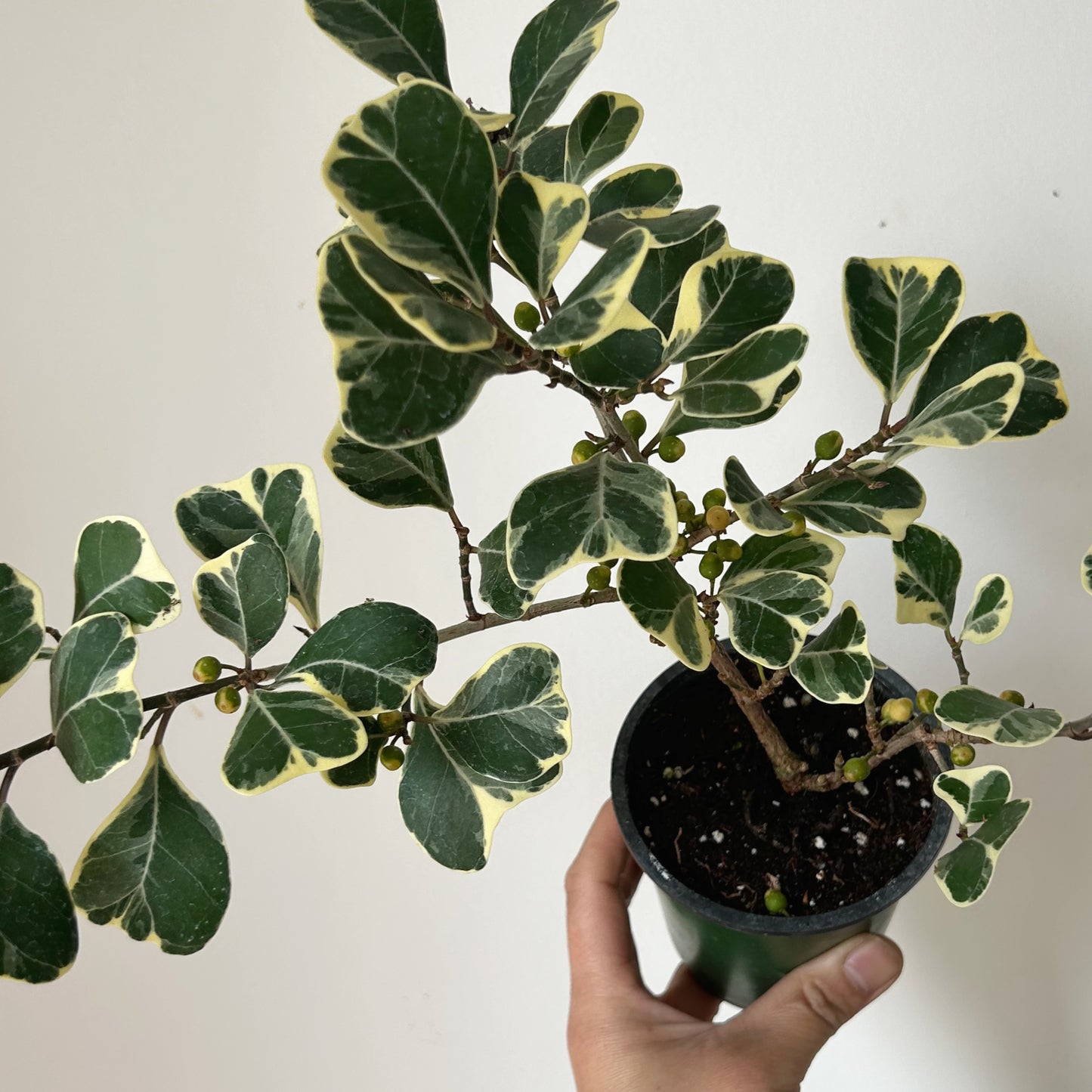 Ficus Triangularis Variegated 4” pot