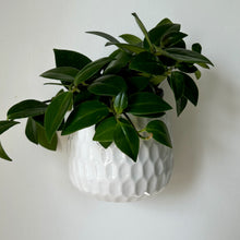 Load image into Gallery viewer, Honeycomb 4” Ceramic Wall Pot
