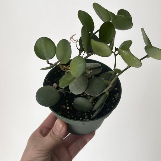 Silver Dollar Vine (Xerosicyos danguyi ) 4”pot