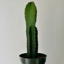 Load image into Gallery viewer, Cereus repandus 4” pot
