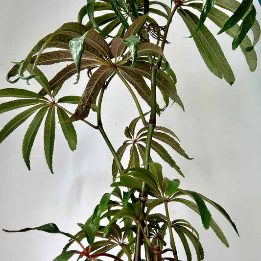 Palm Leaf Begonia (Luxurians) approximately 2 ft tall in 6”pot