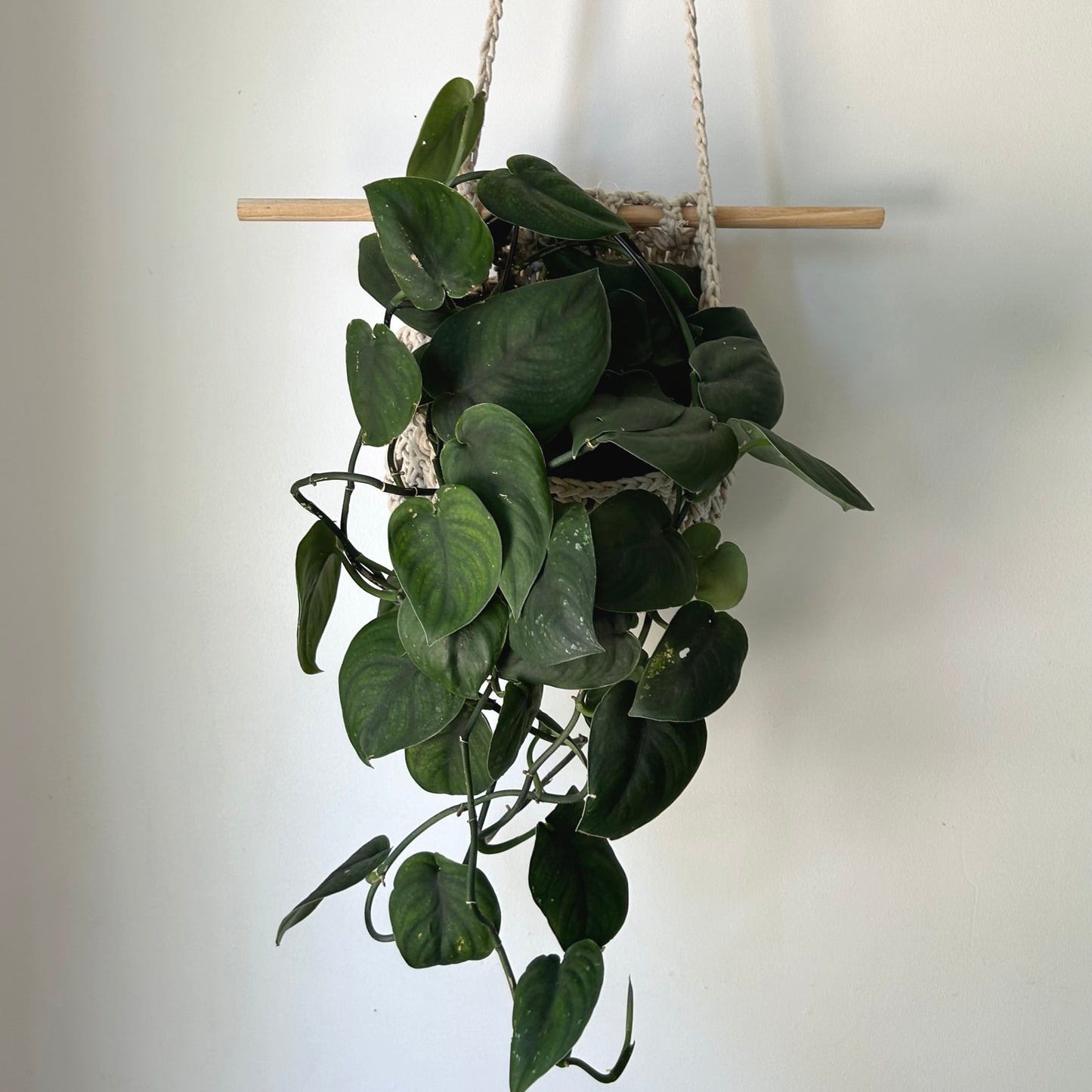 Hanging Macrame Plant Pouch