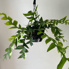 Load image into Gallery viewer, Fernleaf Orchid Cactus (selenicereus chrysocardium ) 8” hanging basket
