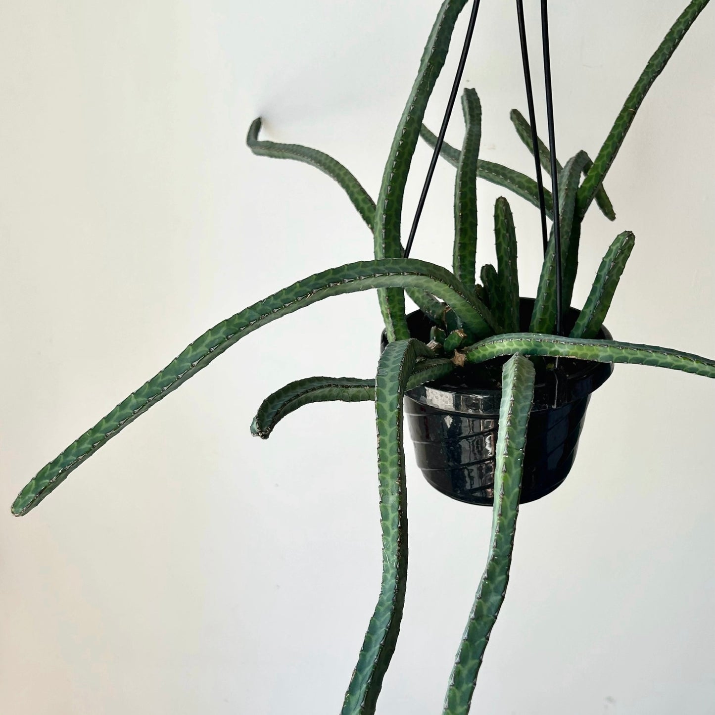 Euphorbia heterochroma 6” hanging basket