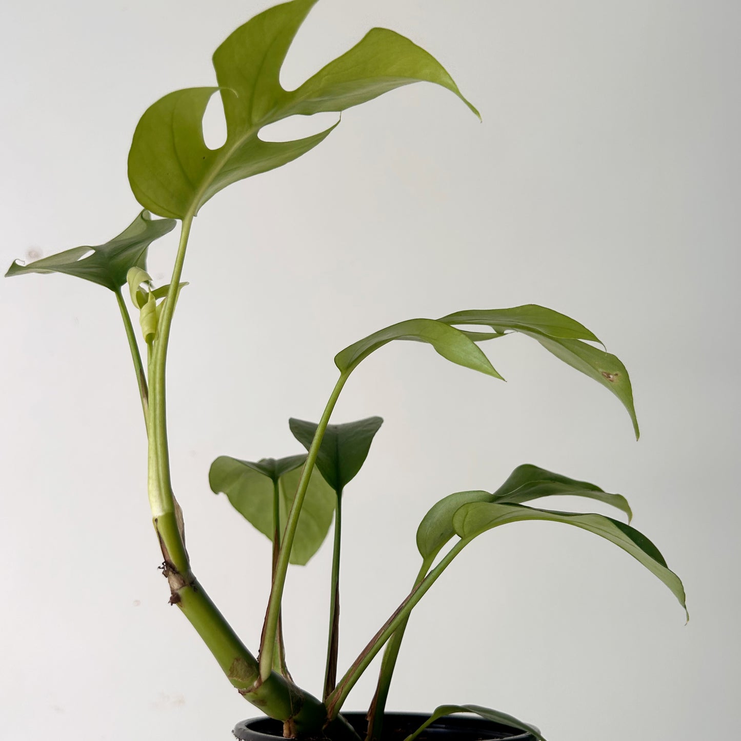 Mini Monstera Vine (Rhaphidophora tetrasperma)4.25”pot