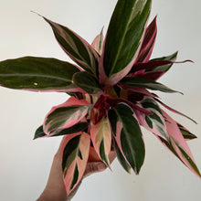 Load image into Gallery viewer, Calathea Stromanthe Triostar 4” pot
