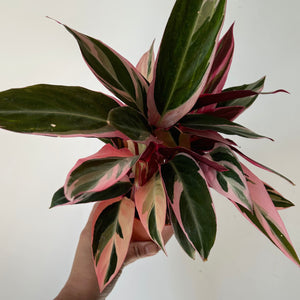 Calathea Stromanthe Triostar 4” pot