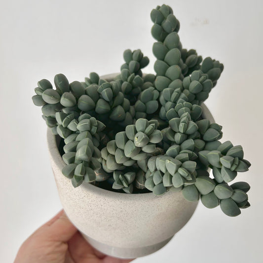 Ice Plant  (Corpuscularia Lehmannii) 4” pot