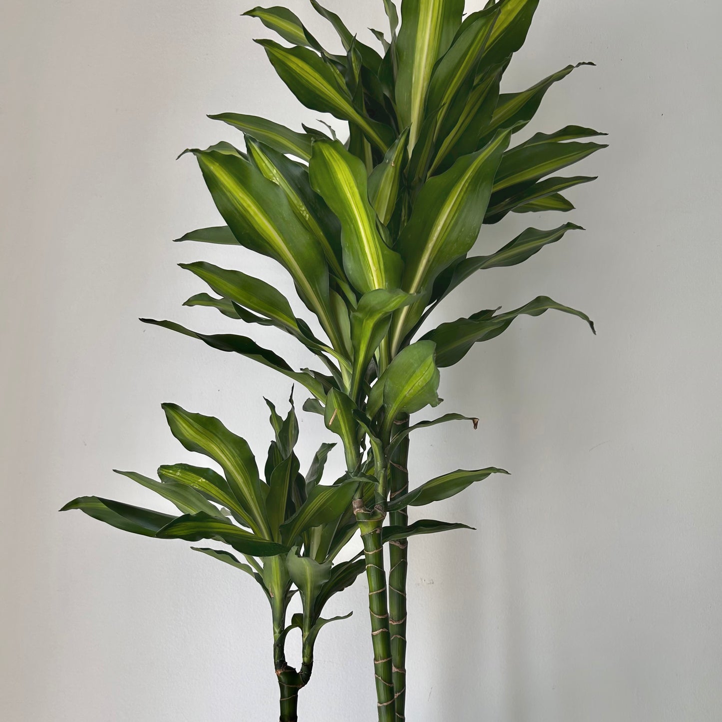 Dracaena fragrans ‘Cintho’ 8” approximately 3 ft tall in 8”pot