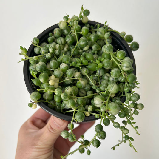 Variegated String of Pearls 4” pot