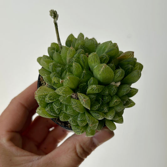 Haworthia cooperi var pilifera 2.5" pot