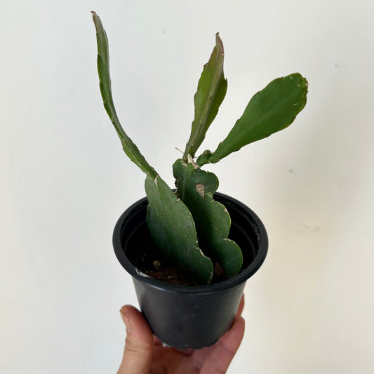 Orchid Cactus (Epiphyllum) 3.5”pot