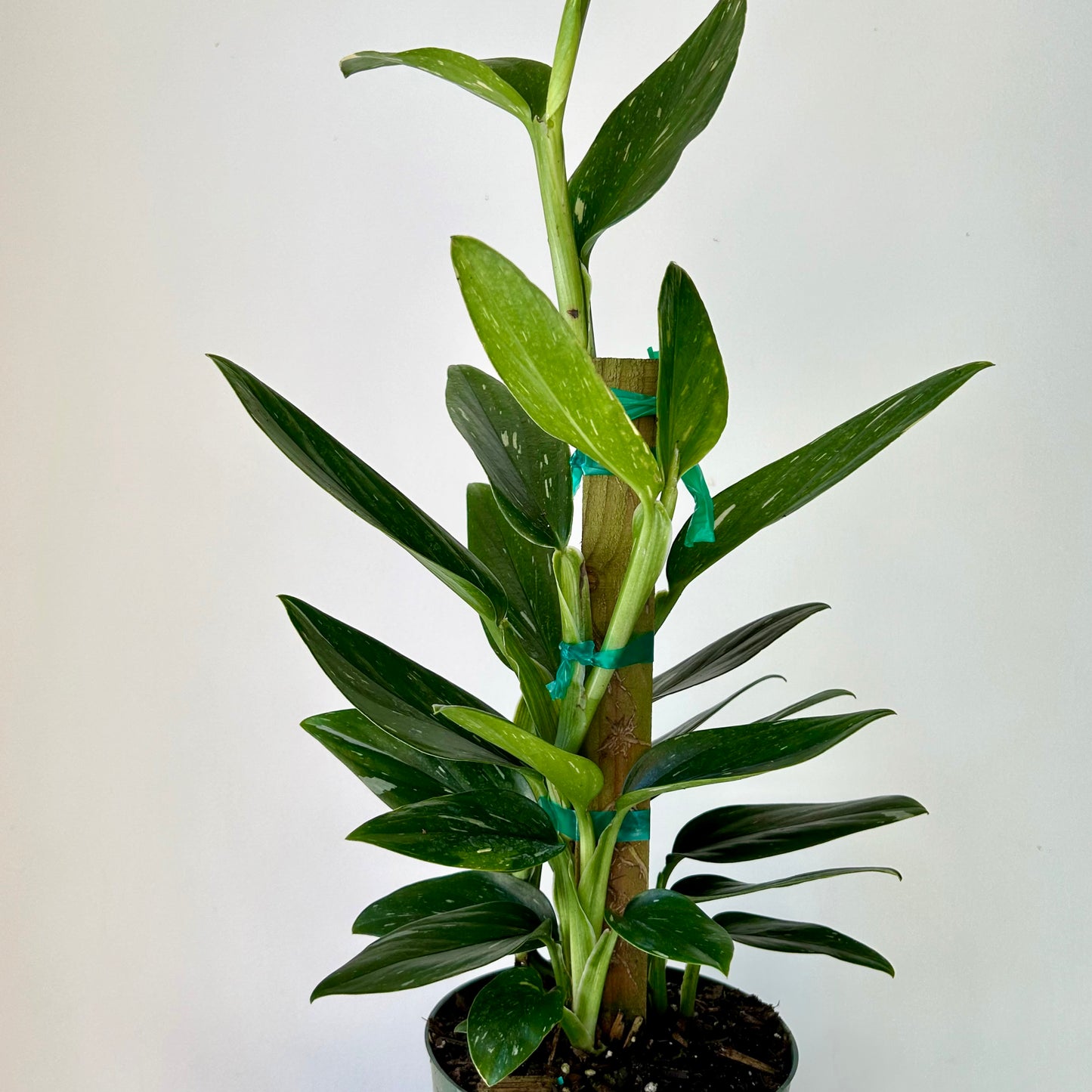 Variegated Monstera Standleyana  approximately 2ft tall in 6" pot (secured onto wooden totem)