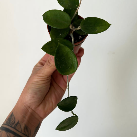 Hoya Chuoke (H.CarnosaXH.serpens) 2.5”pot