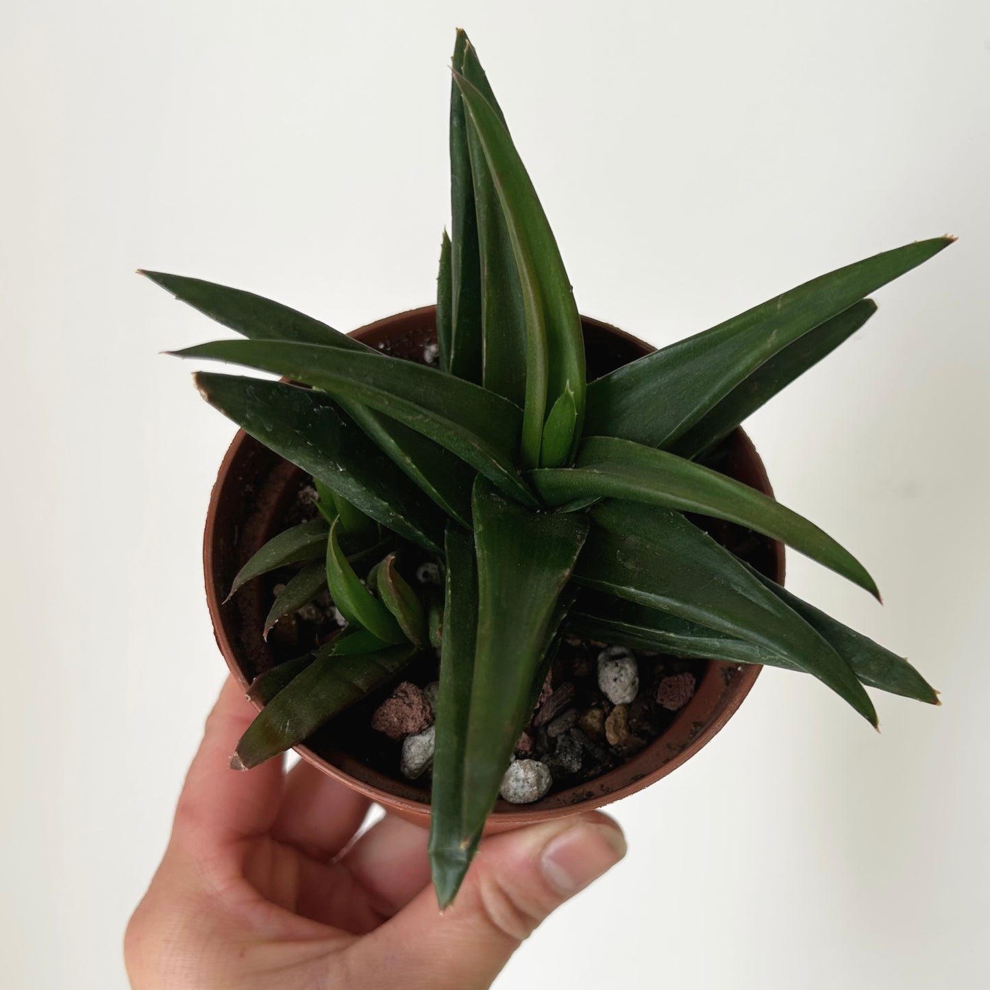 Aloe "Black Gem" 3.5”pot