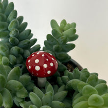 Load image into Gallery viewer, PLANT SHROOMS Mini Mushroom Decorative Accent
