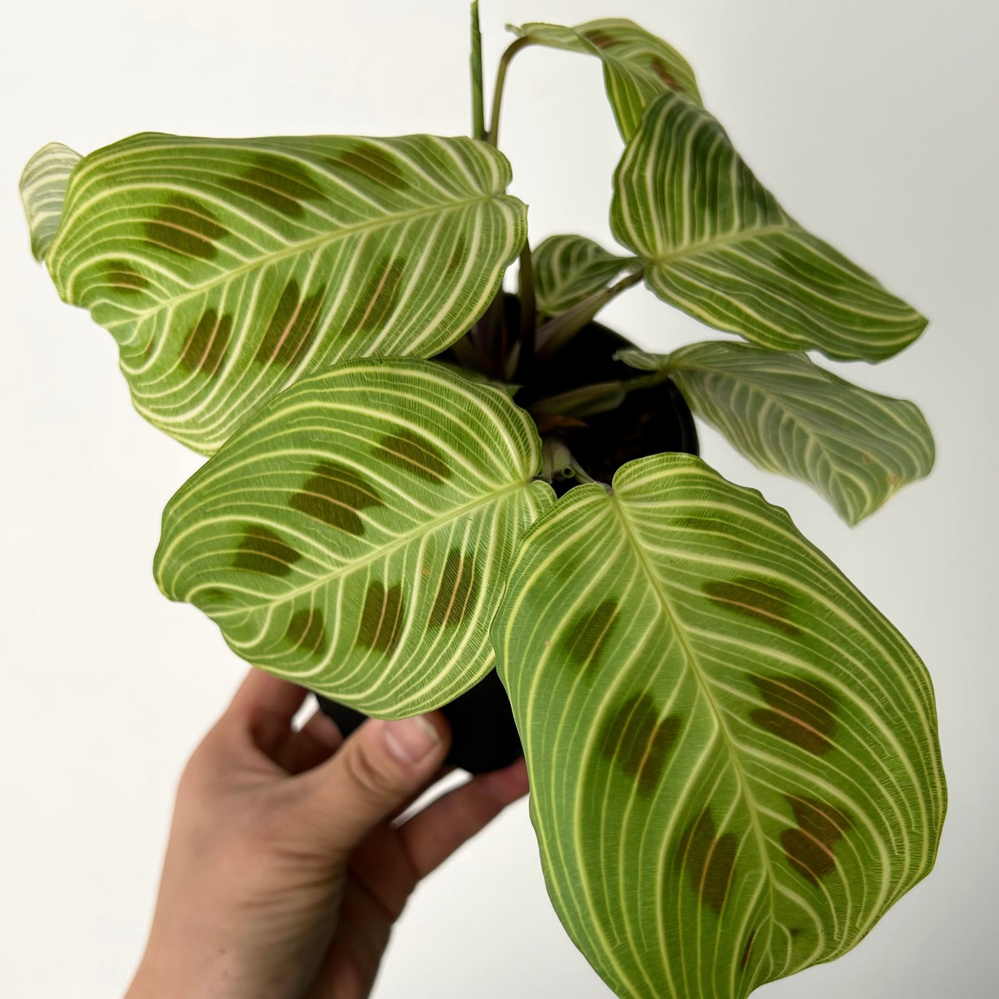 Gold Lines Prayer Plant (Maranta) 3.5” pot