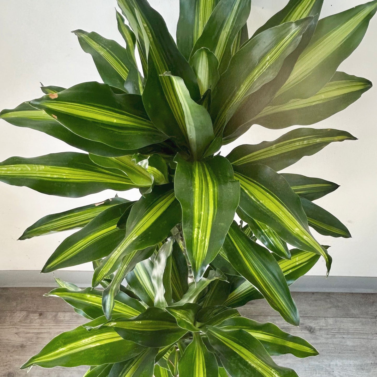 Dracaena fragrans ‘Cintho’ 8” approximately 3 ft tall in 8”pot