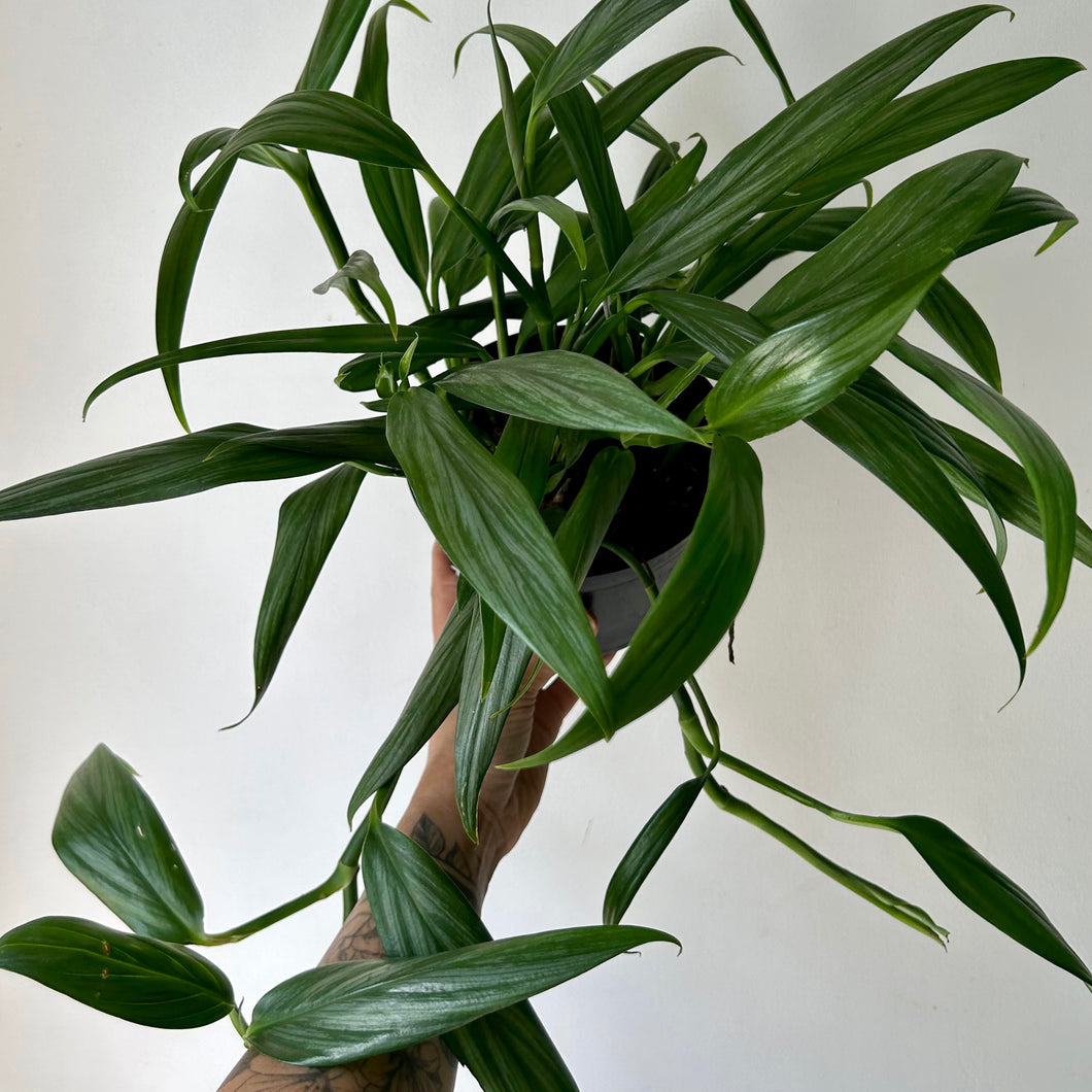Epipremnum Amplissimum 6” pot