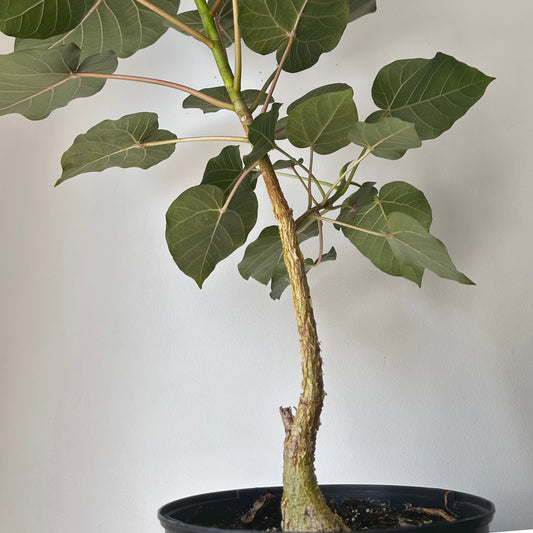 Rock Fig Caudex Plant (Ficus petiolaris) approximately 2.5 ft tall in 8” pot