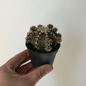 Moon Cactus (Gymnocalycium mihanovichii) 2.5” pot