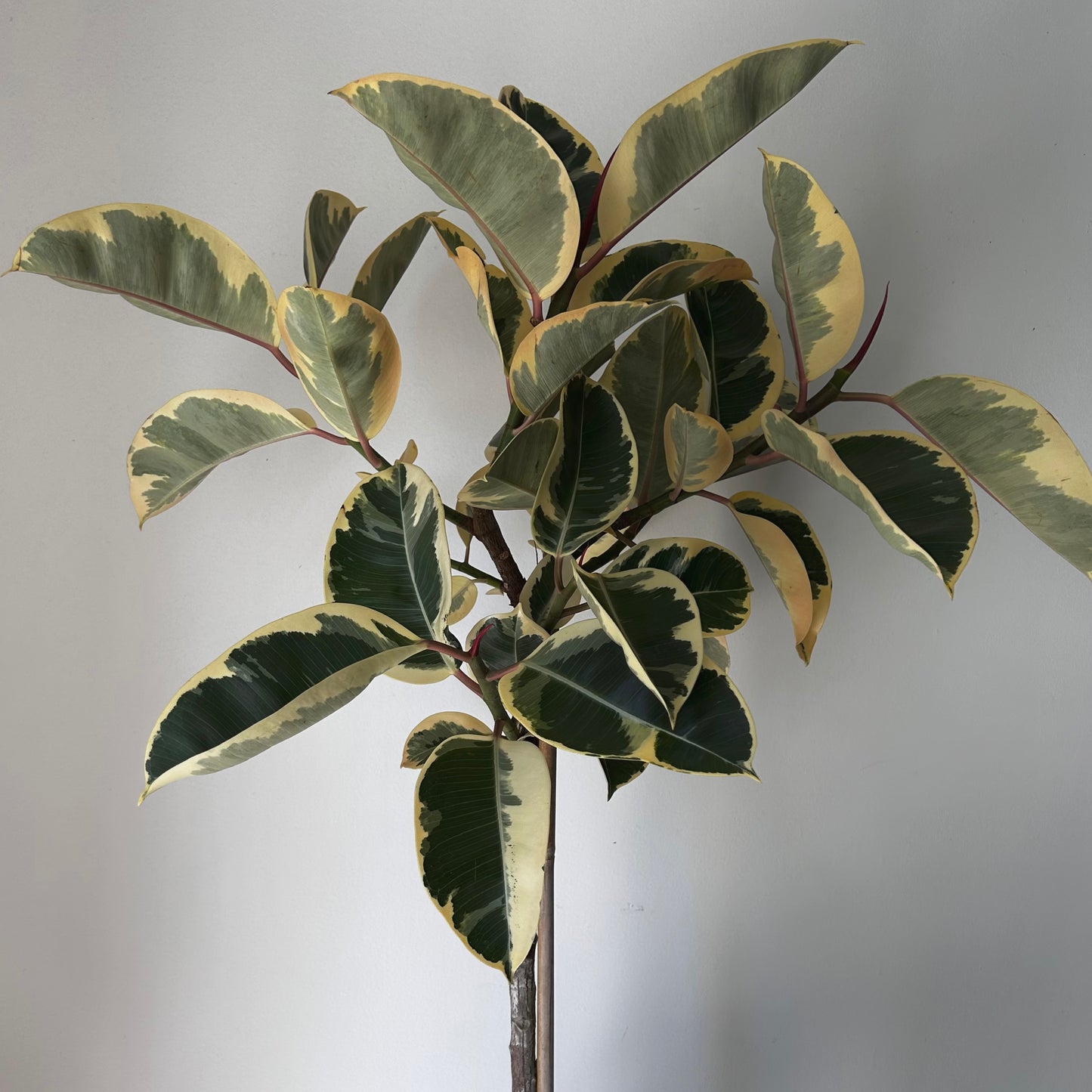 Ficus Elastica “Tineke” approximately 4ft tall in 10”pot