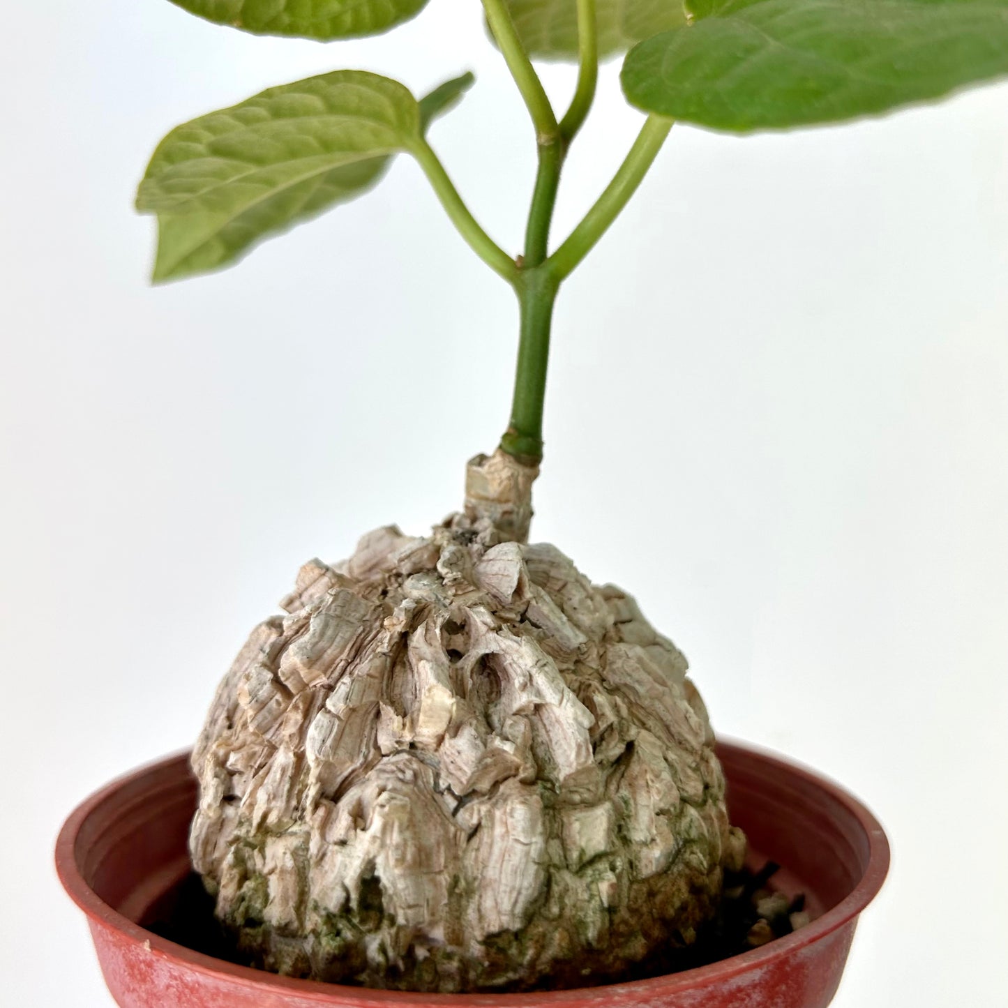 Matelea cyclophylla 3.5”pot