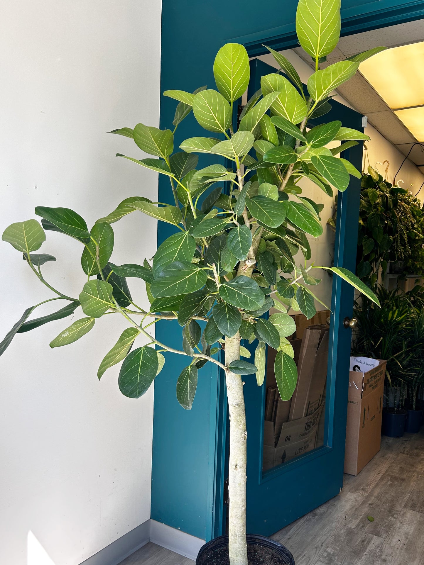 Ficus benghalensis “Audrey” Tree 6ft+ tall in 14” pot