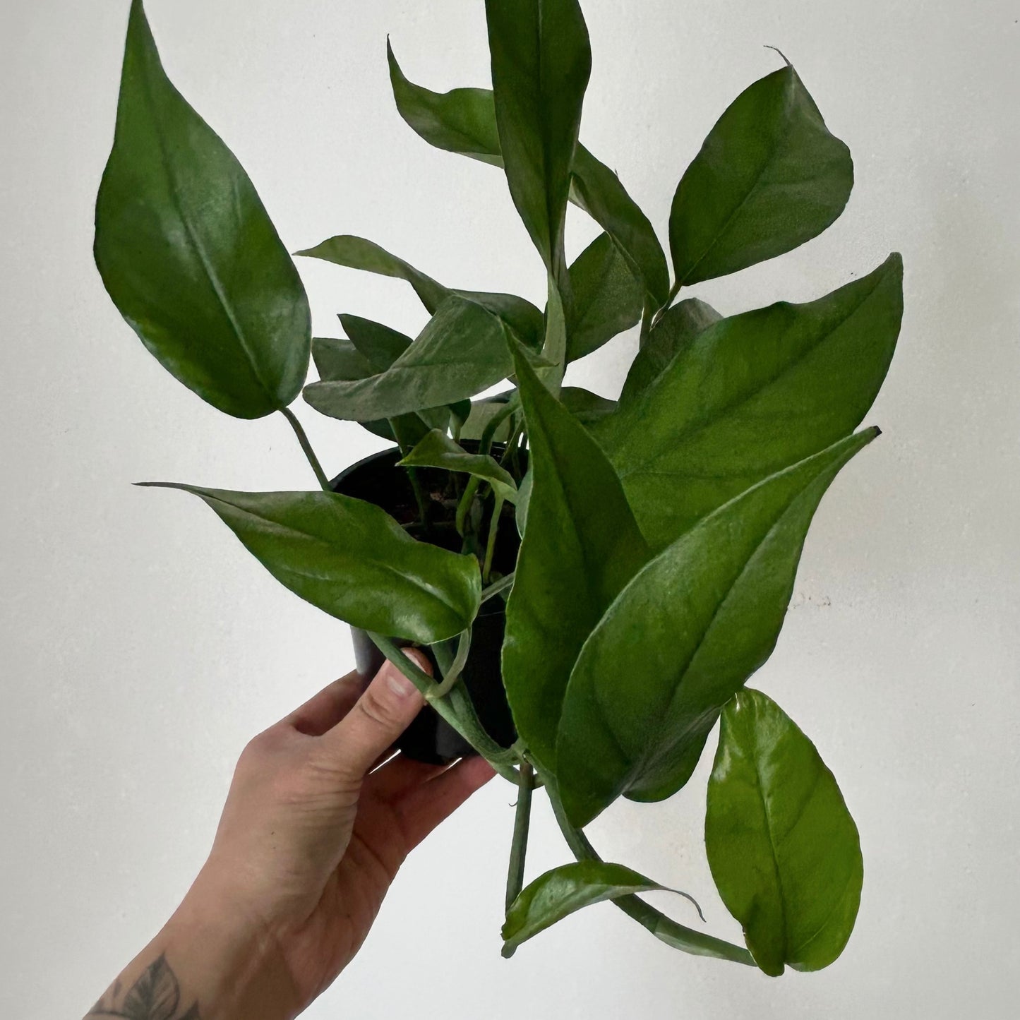 Pothos "Baltic Blue" 4”pot