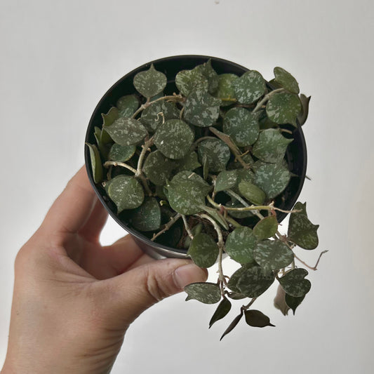 Hoya Curtisii 3.5” pot
