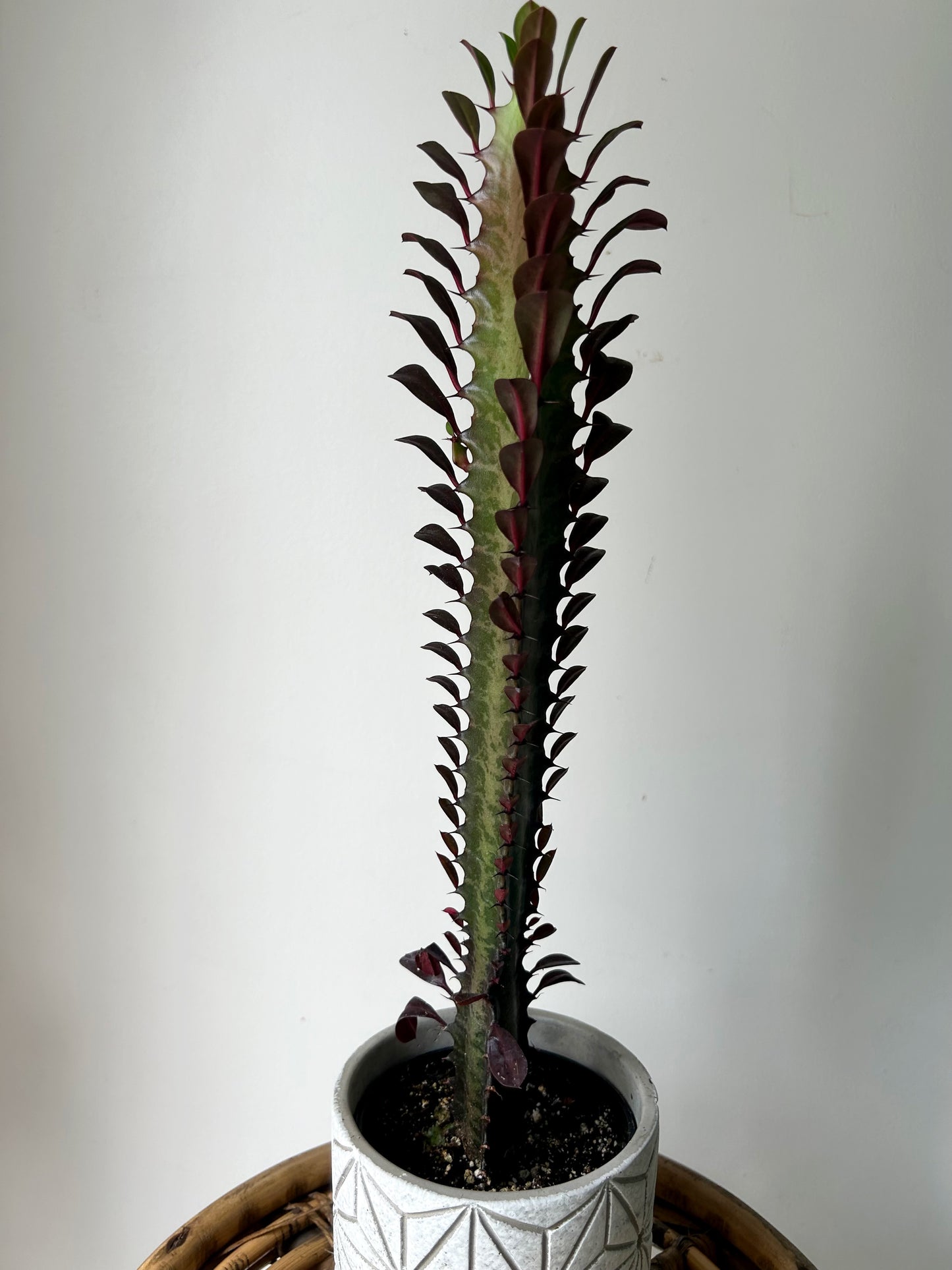Euphorbia Trigona Rubra approximately 18 inches tall 4”pot