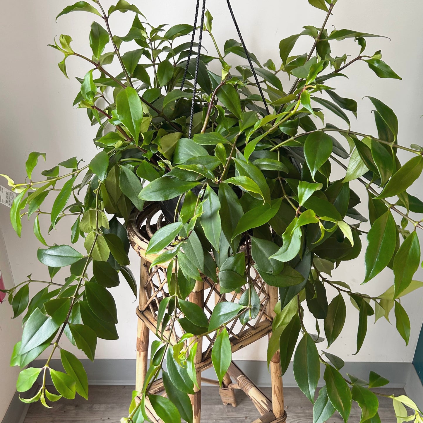 Lipstick Plant (Aeschynanthus) 10” hanging basket