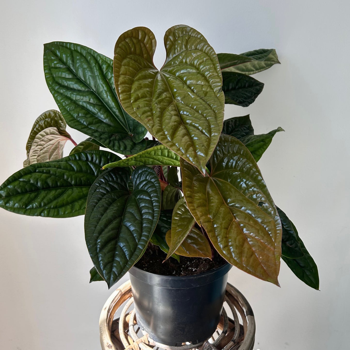 Anthurium Luxurians X Radicans (Hybrid) 10” pot