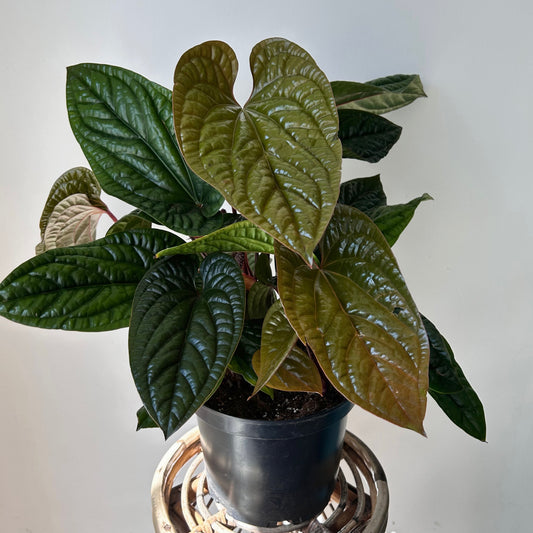 Anthurium Luxurians X Radicans (Hybrid) 10” pot