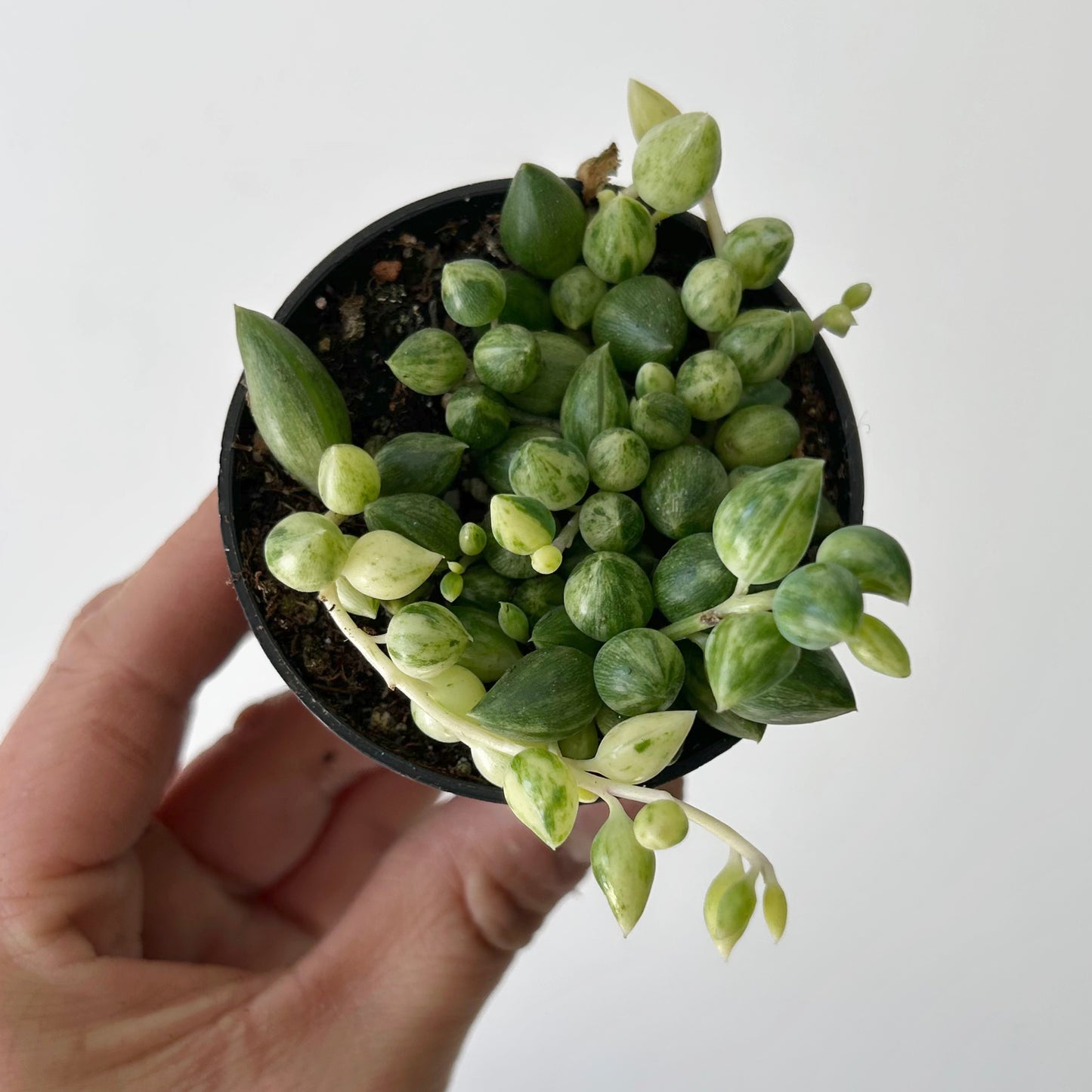 Variegated String of Tears Succulent (Senecio herreanus) 2.5” pot